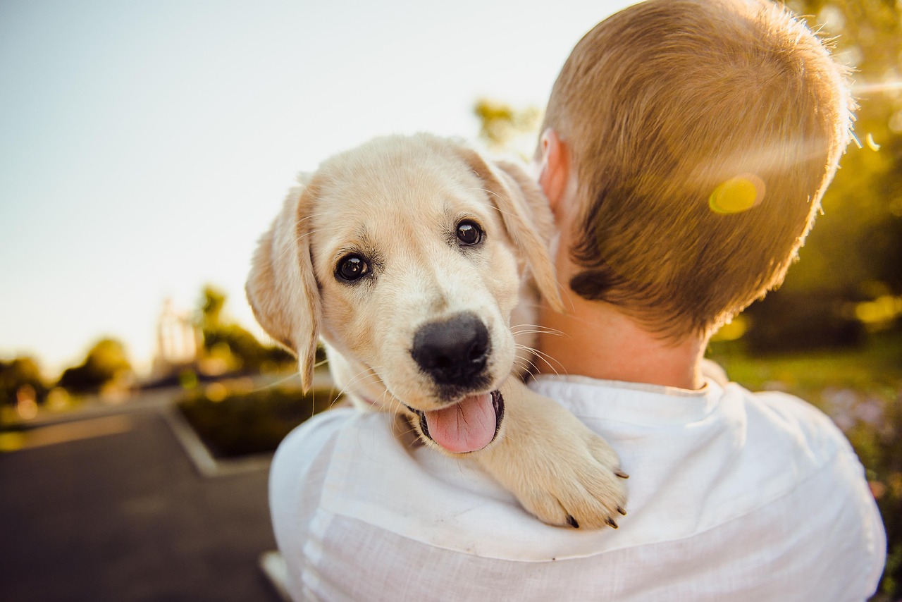 Top Online Dog Training Picks for First-Timers (2026 Guide)
