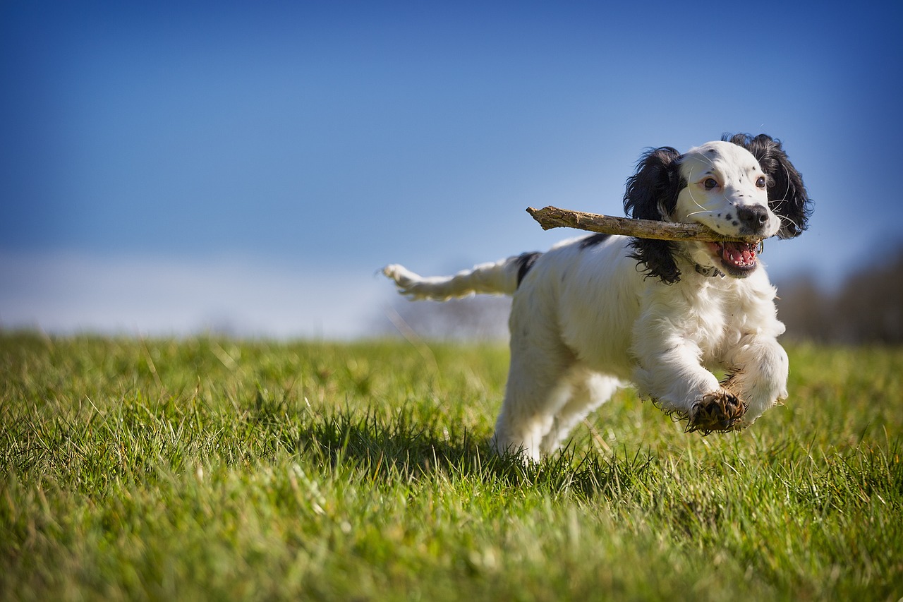 Online Dog Training for Beginners: A Step-by-Step Guide