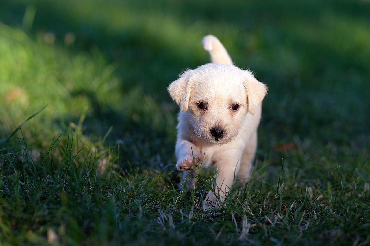Budget Online Dog Training Guide for Happy Pups (2026) — Online Training for Happy Dogs