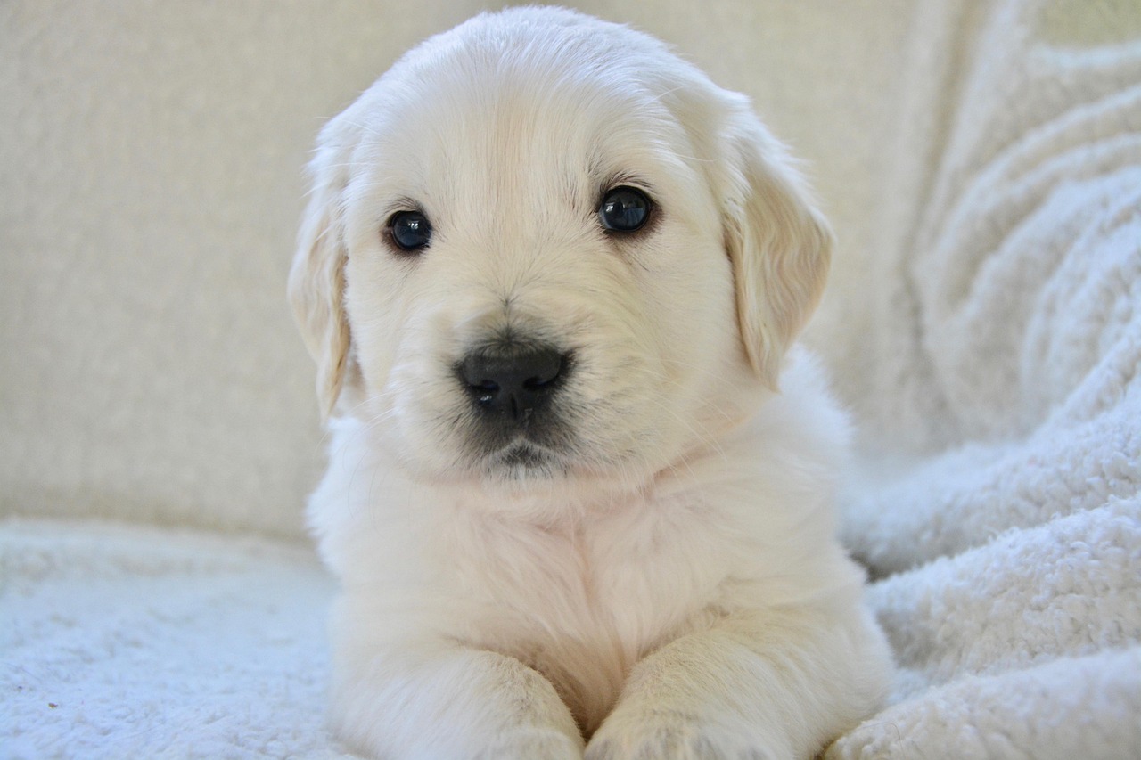 Online Training for Happy Dogs: Insider Tips Most Miss — Online Training for Happy Dogs