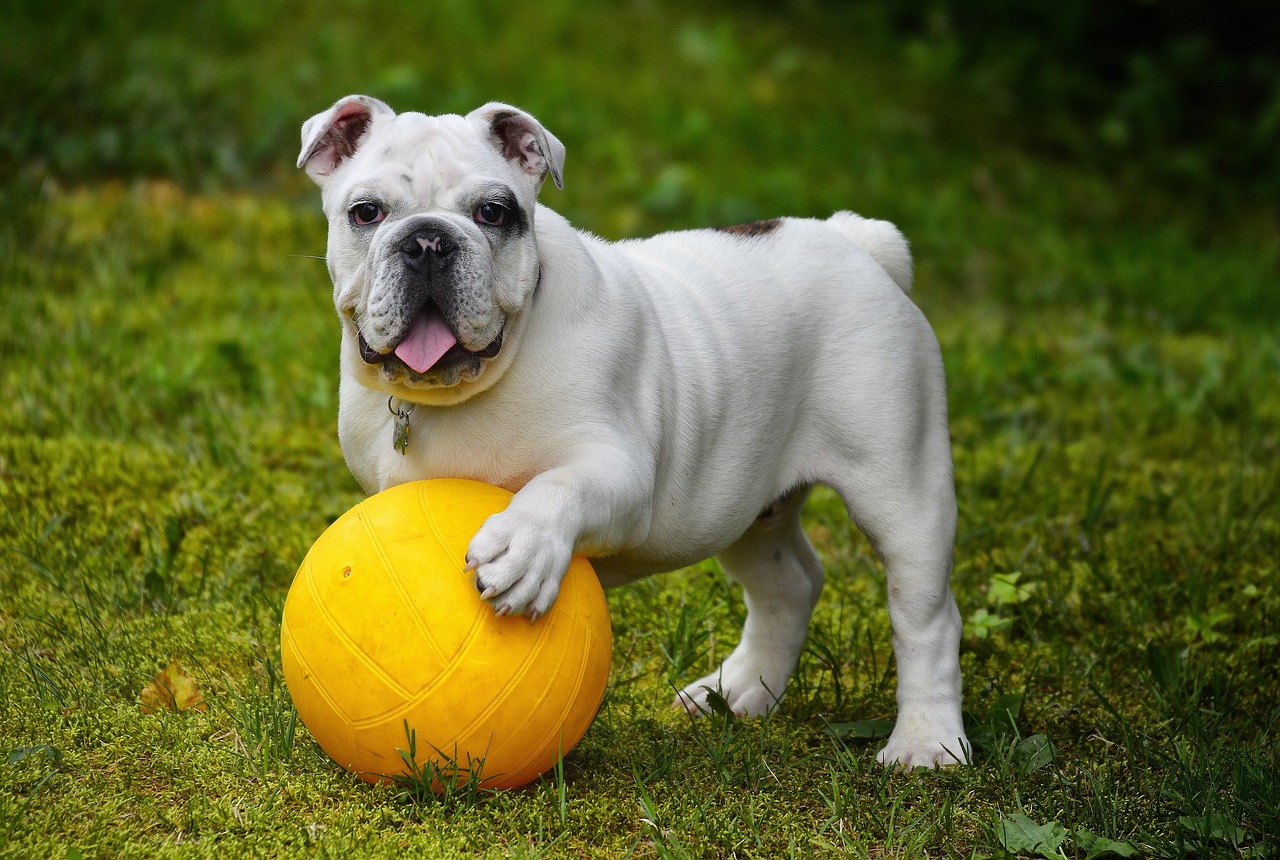 Pro Tips: Online Training for Happy Dogs (2026 Guide)