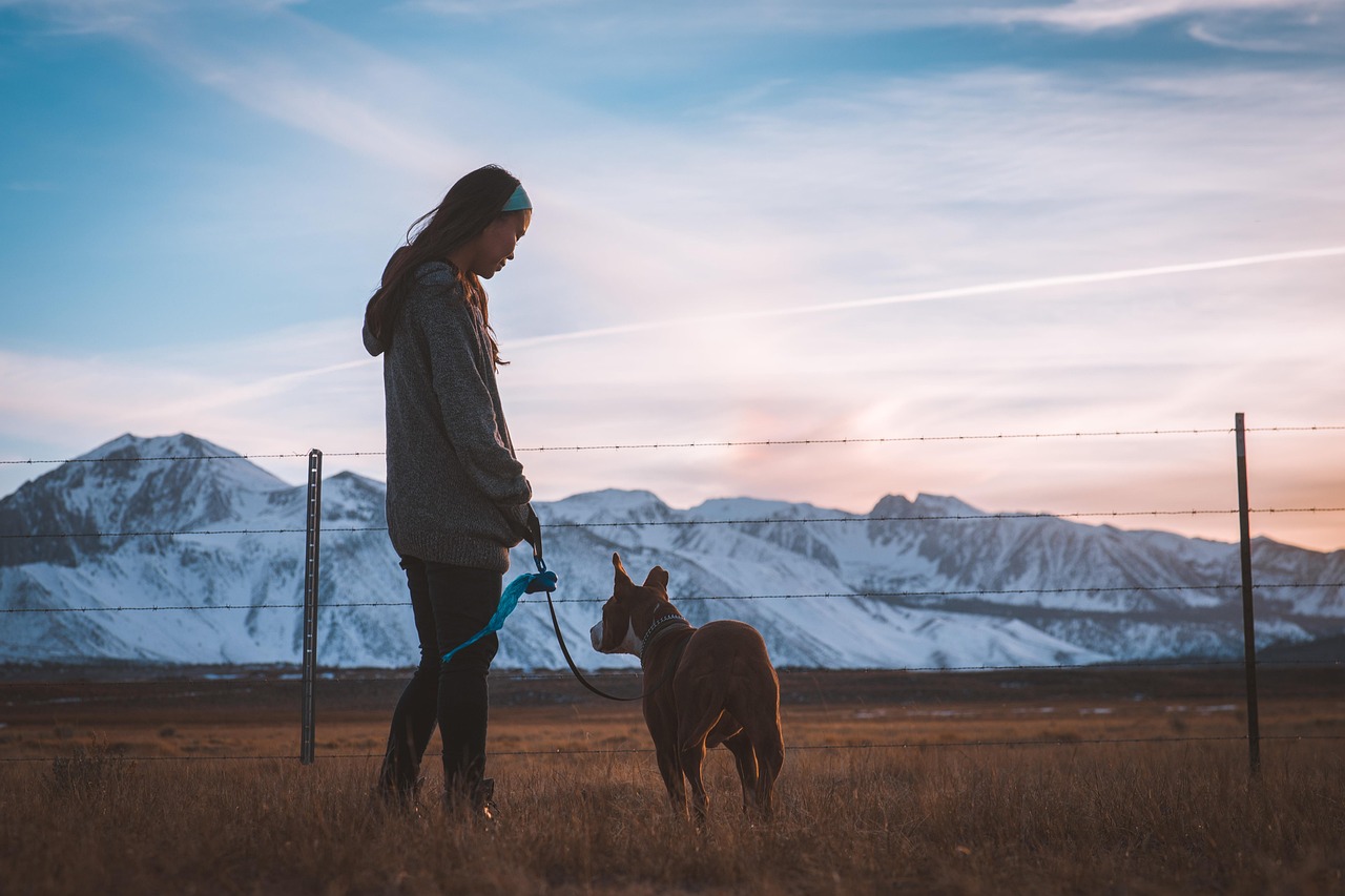 5 Costly Online Dog Training Mistakes Beginners Make — Online Training for Happy Dogs