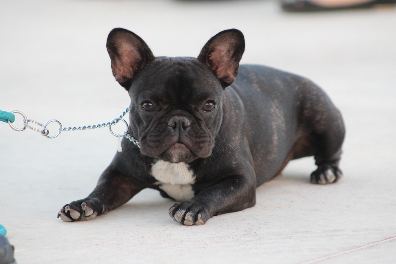 Online Training for Happy Dogs: Insider Tips Most Miss