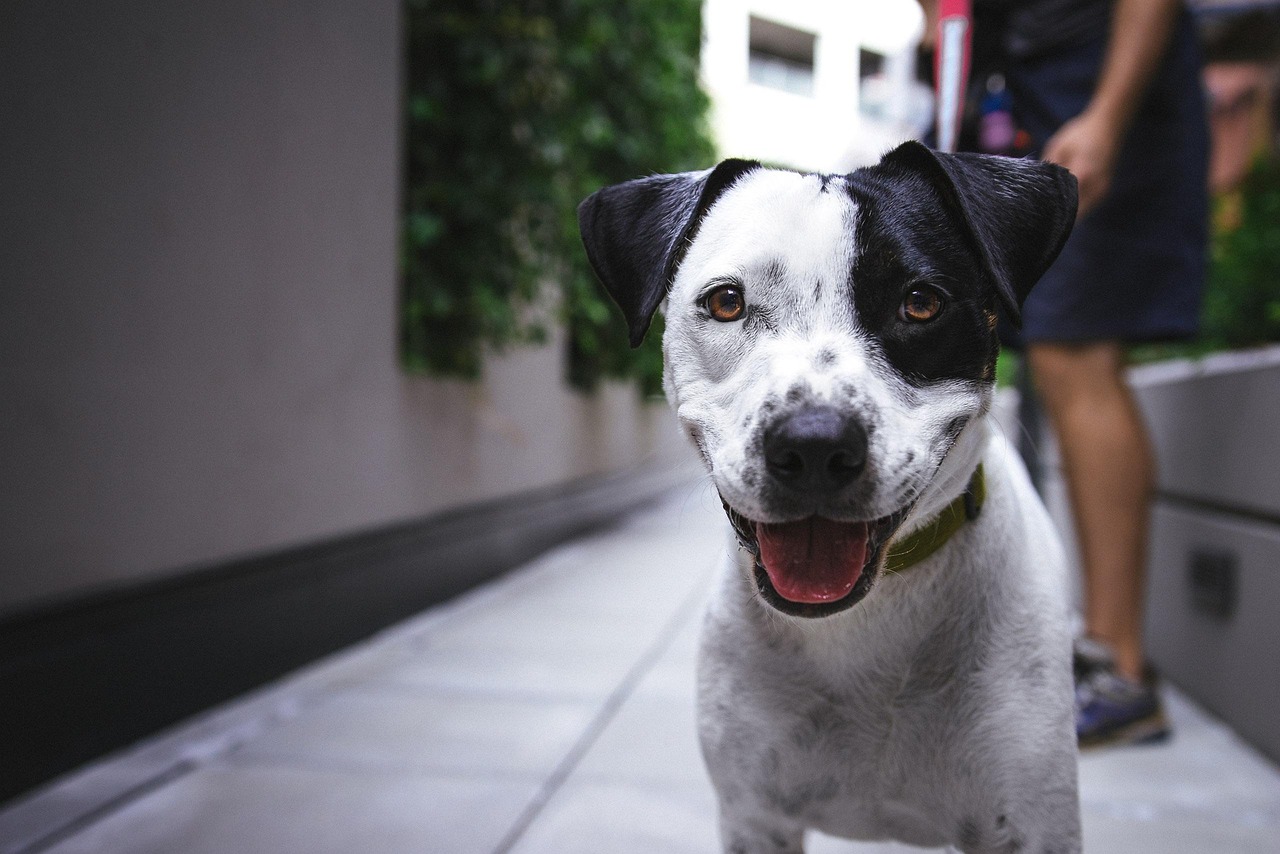 Budget Online Dog Training: What Works in 2026 — Online Training for Happy Dogs