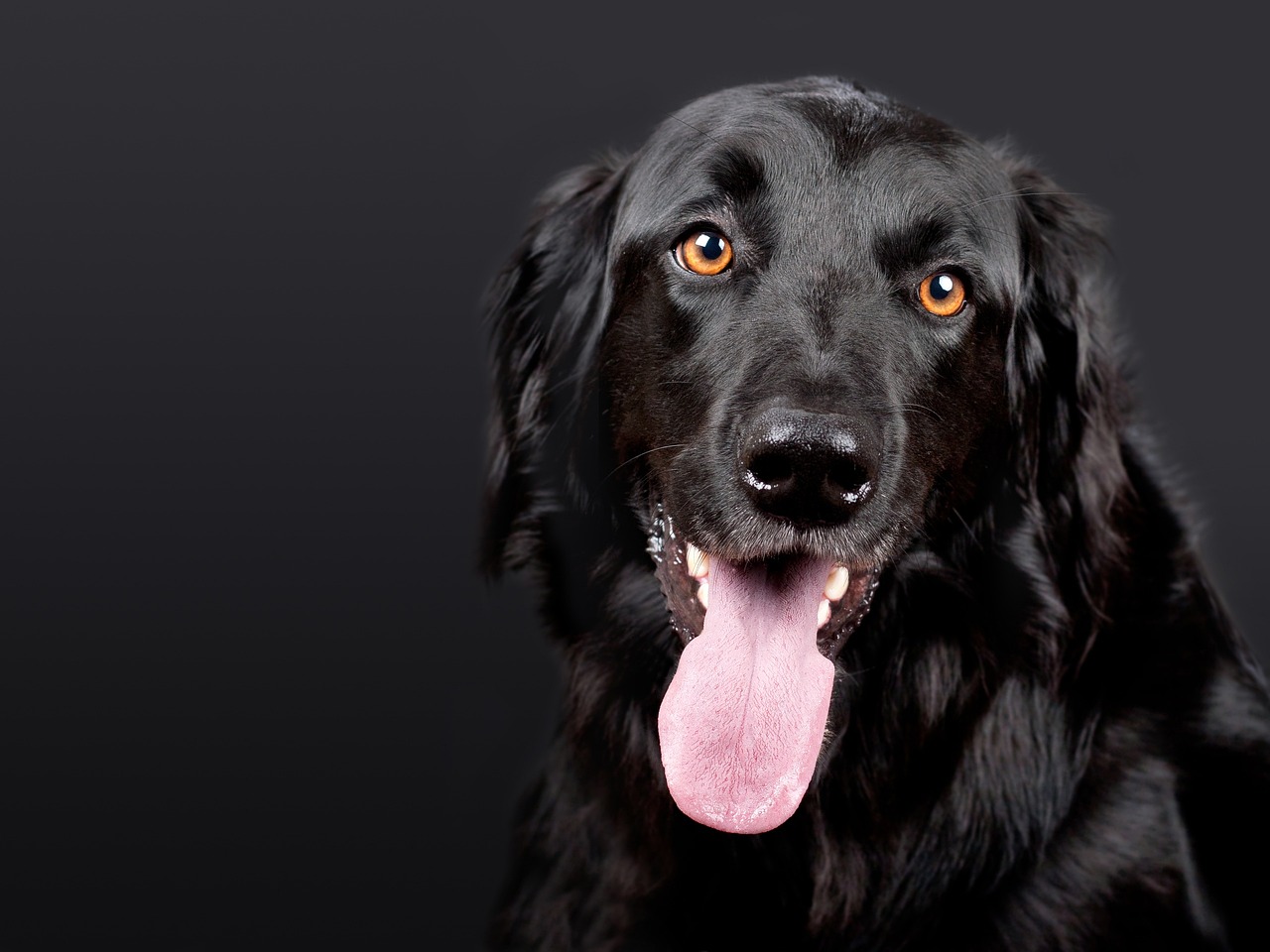Top Online Dog Training Picks for First-Timers (2026 Guide)