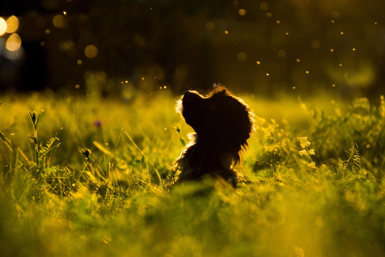 Online Dog Training: Who Should Try It in 2026?